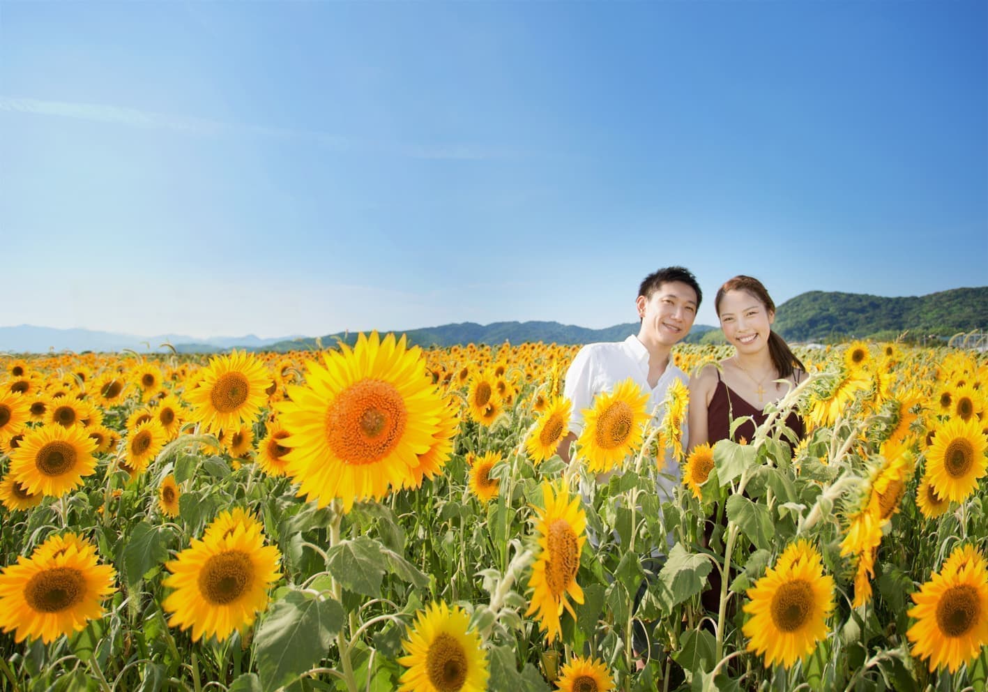 ひまわり畑で結婚式写真